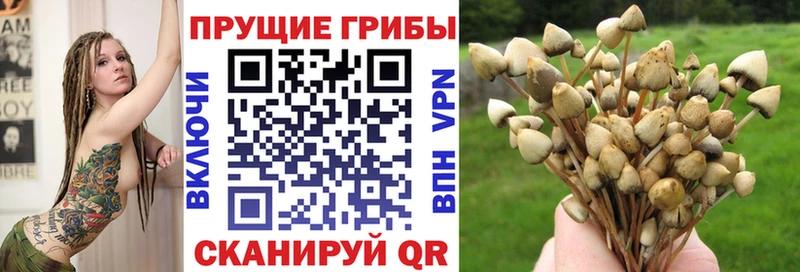 кракен вход  Абаза  Псилоцибиновые грибы мицелий  хочу наркоту 